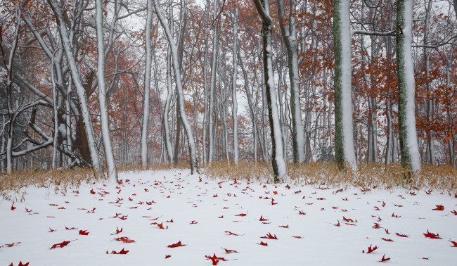 Обои картинки фото природа, лес, зима, листья