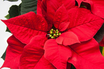 Картинка цветы пуансеттия звезда рождественская