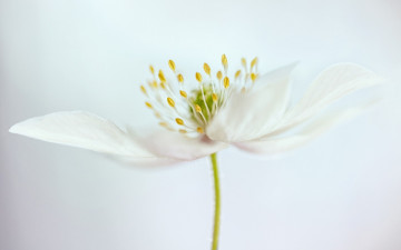 Картинка цветы луговые+ полевые +цветы тычинки белый цветок