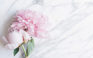 Картинка цветы пионы букет flowers tender peonies pink мрамор marble