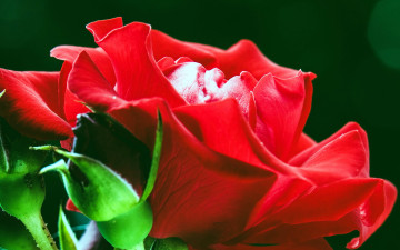 Картинка цветы розы бутоны