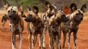обоя гиеновидная собака, животные, гиены,  гиеновые собаки, гиеновидная, собака, псовые, хищник, млекопитающее, шерсть, когти, оскал, зубы, африка
