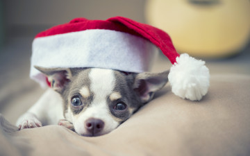 Картинка животные собаки christmas