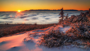 Картинка природа восходы закаты деревья туман закат