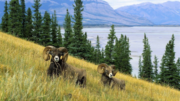 Картинка животные овцы +бараны бараны склон трава горы
