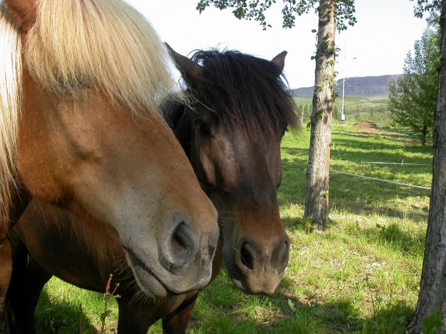 Обои картинки фото животные, лошади