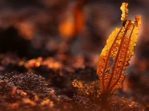 Картинка природа листья осень макро