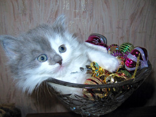 Картинка животные коты кот кошка котёнок ваза игрушки
