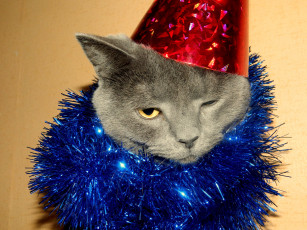 Картинка животные коты кот кошка праздник новый год мишура