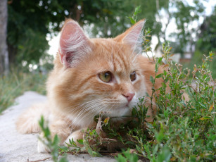Картинка животные коты кот кошка трава