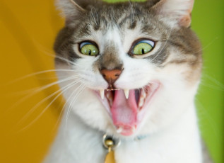 Картинка кися животные коты бешаная желтый зеленый кошка