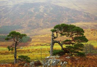 Картинка природа деревья горы крона ствол