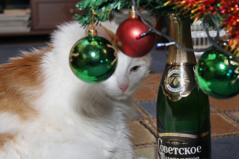 Картинка животные коты кот кошка праздник новый год шары шампанское