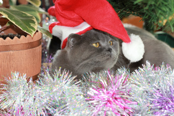 Картинка животные коты мишура новый год праздник кошка кот