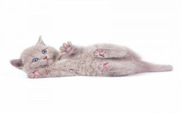 Картинка котенок британский животные коты белый песочный