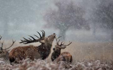 Картинка животные олени олень снег