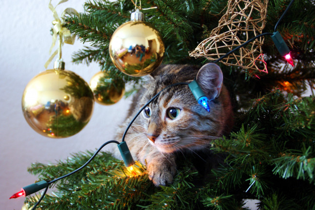 Обои картинки фото животные, коты, кот, кошка, праздник, новый, год, шары