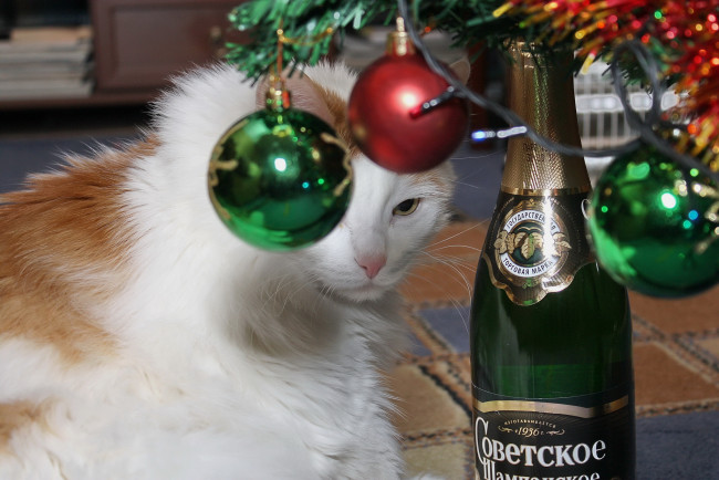 Обои картинки фото животные, коты, кот, кошка, праздник, новый, год, шары, шампанское