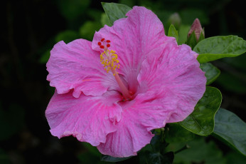 Картинка цветы гибискусы гибискус розовый макро