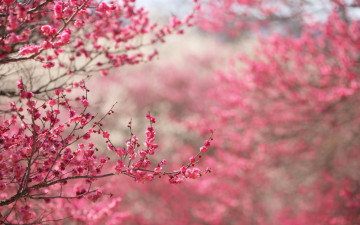 Картинка цветы сакура +вишня сад ветки цветение весна