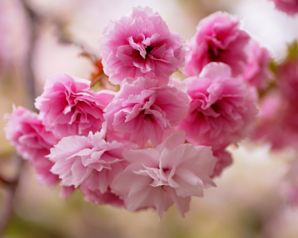 Обои картинки фото цветы, сакура,  вишня, розовые
