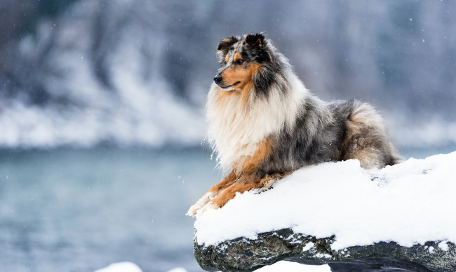 Обои картинки фото животные, собаки, собака, снег, зима, друг, взгляд