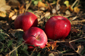 Картинка еда Яблоки яблоки трава трио