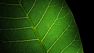 Картинка природа листья зеленый прожилки макро лист