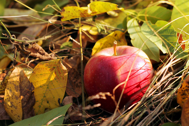 Обои картинки фото еда, Яблоки, яблоко, осень, листья
