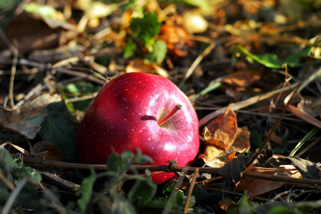 Обои картинки фото еда, Яблоки, яблоко, трава