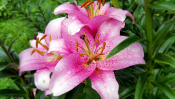 Картинка цветы лилии +лилейники розовые макро капли