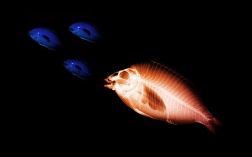 Картинка разное кости +рентген рыбы