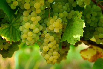 Картинка природа ягоды +виноград виноград