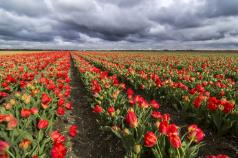 Картинка цветы тюльпаны весна красные плантация