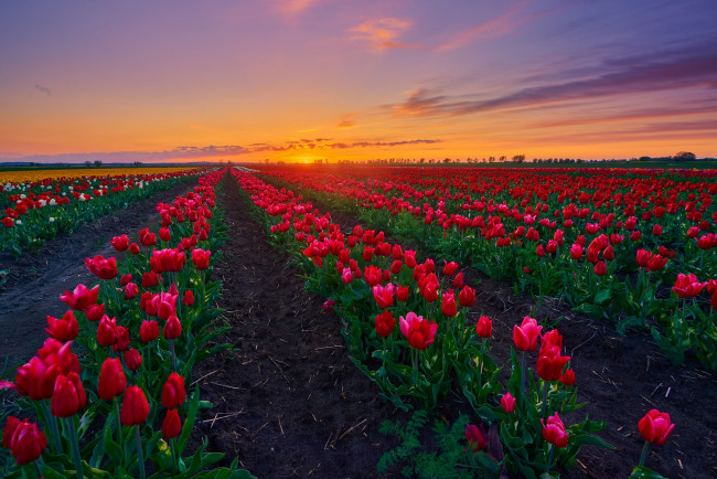 Обои картинки фото цветы, тюльпаны, весна, красные, плантация