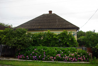 Картинка разное сооружения постройки дом кусты гортензия