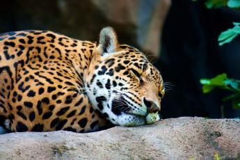 Картинка животные Ягуары ягуар сон отдых