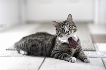 Картинка животные коты кот кошка галстук джентельмен