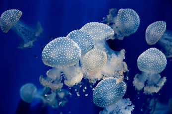 Картинка животные медузы вода белый крапинки