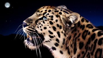 Картинка рисованные животные ягуары леопарды леопард луна
