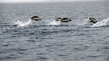 Картинка субантарктический пингвин животные пингвины вода океан