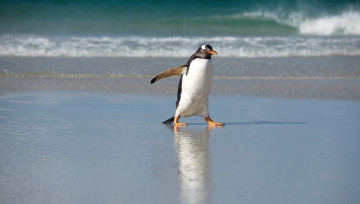 обоя субантарктический, пингвин, животные, пингвины, вода, море, океан