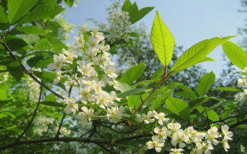 Картинка цветы цветущие деревья кустарники весна черемуха май