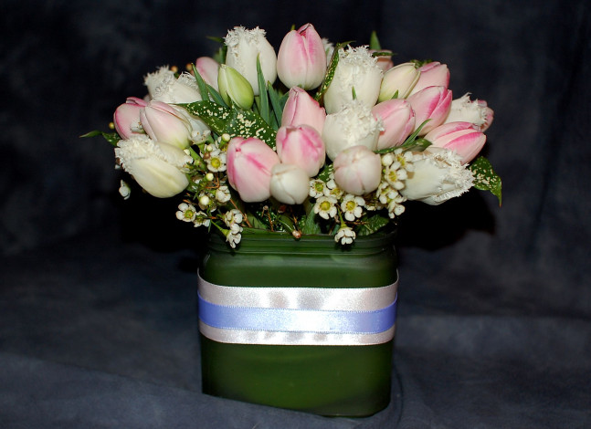 Обои картинки фото цветы, тюльпаны, лента, белый, розовый
