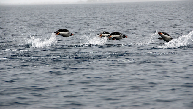 Обои картинки фото субантарктический, пингвин, животные, пингвины, вода, океан