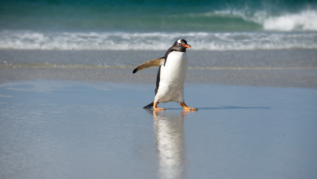 Обои картинки фото субантарктический, пингвин, животные, пингвины, вода, море, океан