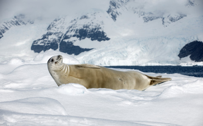 Обои картинки фото животные, тюлени, морские, львы, котики, тюлень, снег