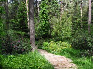 Картинка арборетум мустила финляндия природа парк дорожки