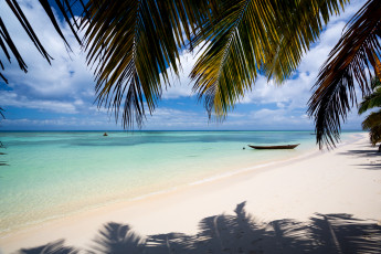 Картинка природа тропики пальмы песок берег