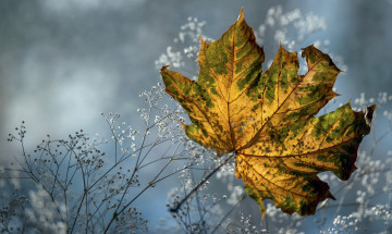 Картинка природа листья осень клен